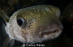 porcupinefish headed straight toward during a night dive. by Carlos Pérez 